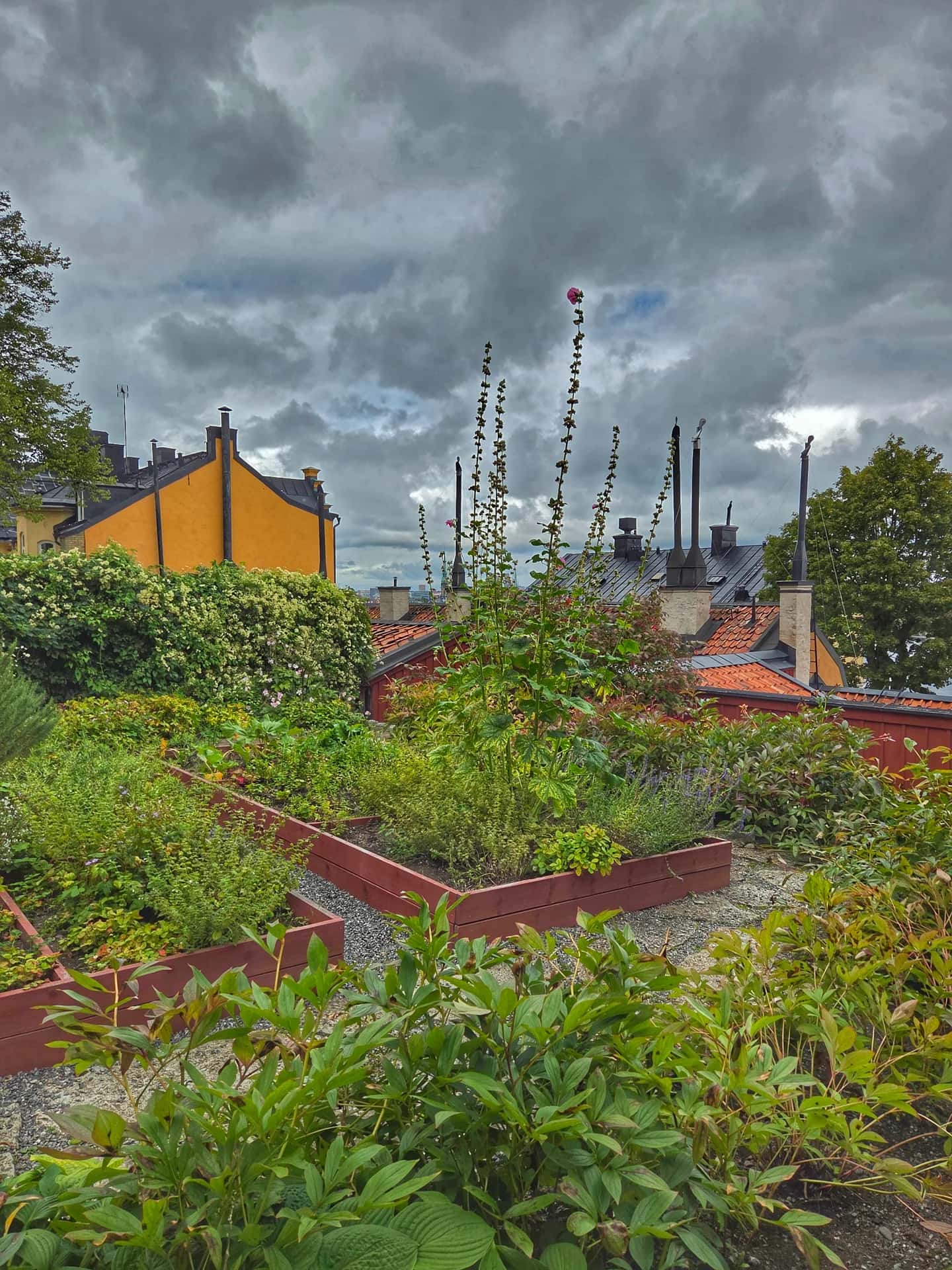 Odlingslådor med växter i Anna Lindhagens täppa i Stockholm framför färgglada hus under en molnig himmel
