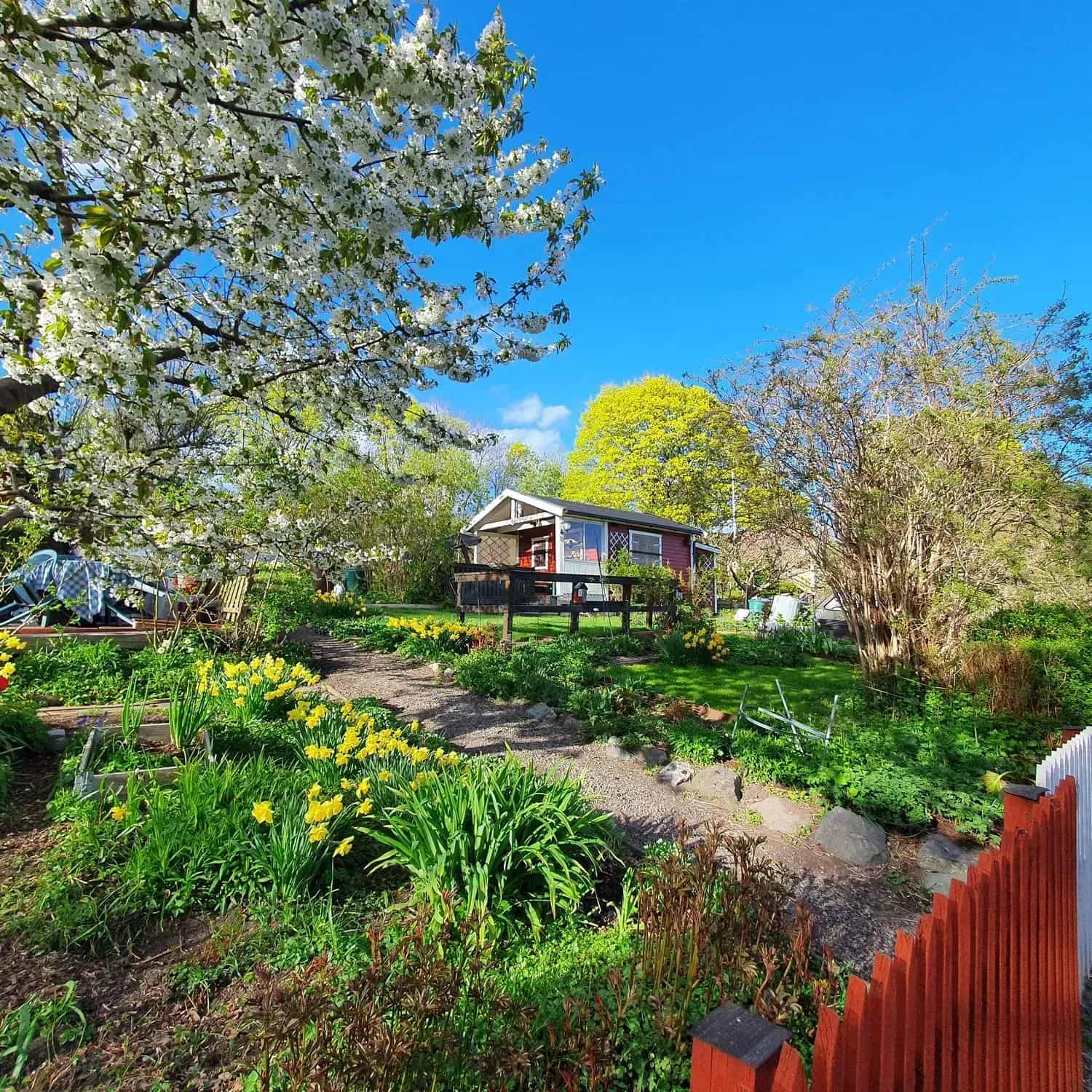 Garden with flowers, cottage and red fence under blue sky