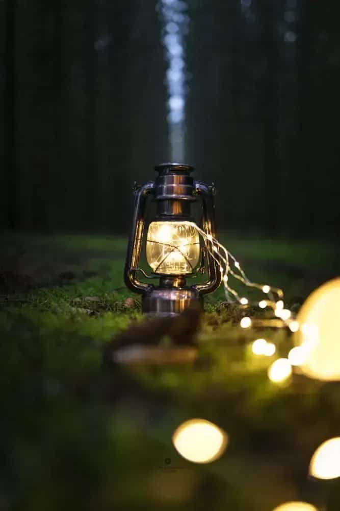 Glowing kerosene lamp with fairy lights on mossy ground in forest