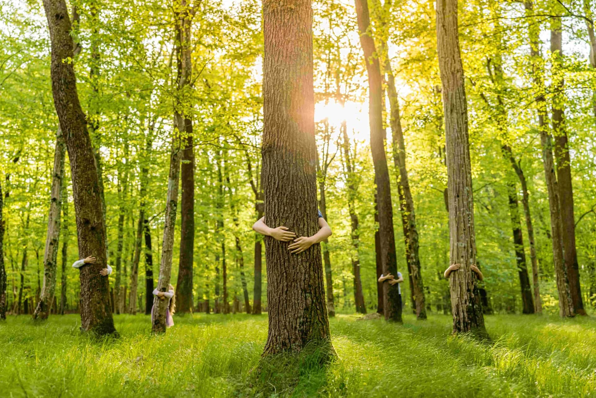 Personer som kramar trädstammar i grönskande skog med solljus