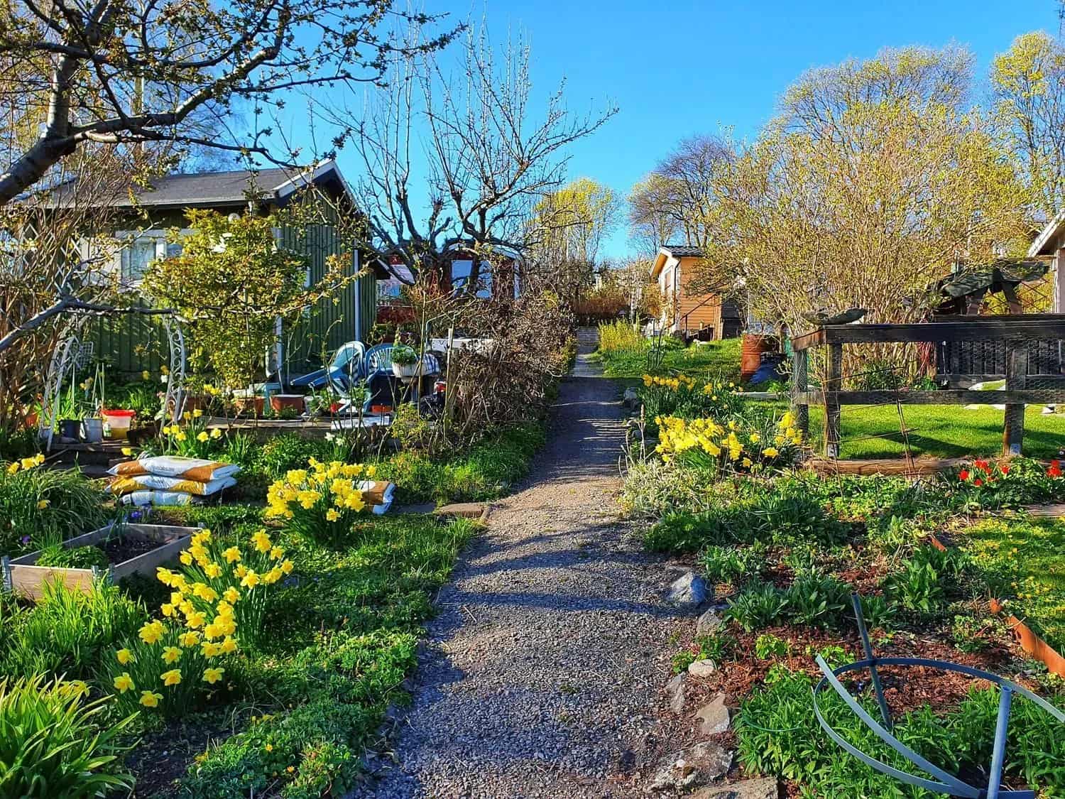 Gravel path through garden with cottages, flowers and trees. Clear blue sky