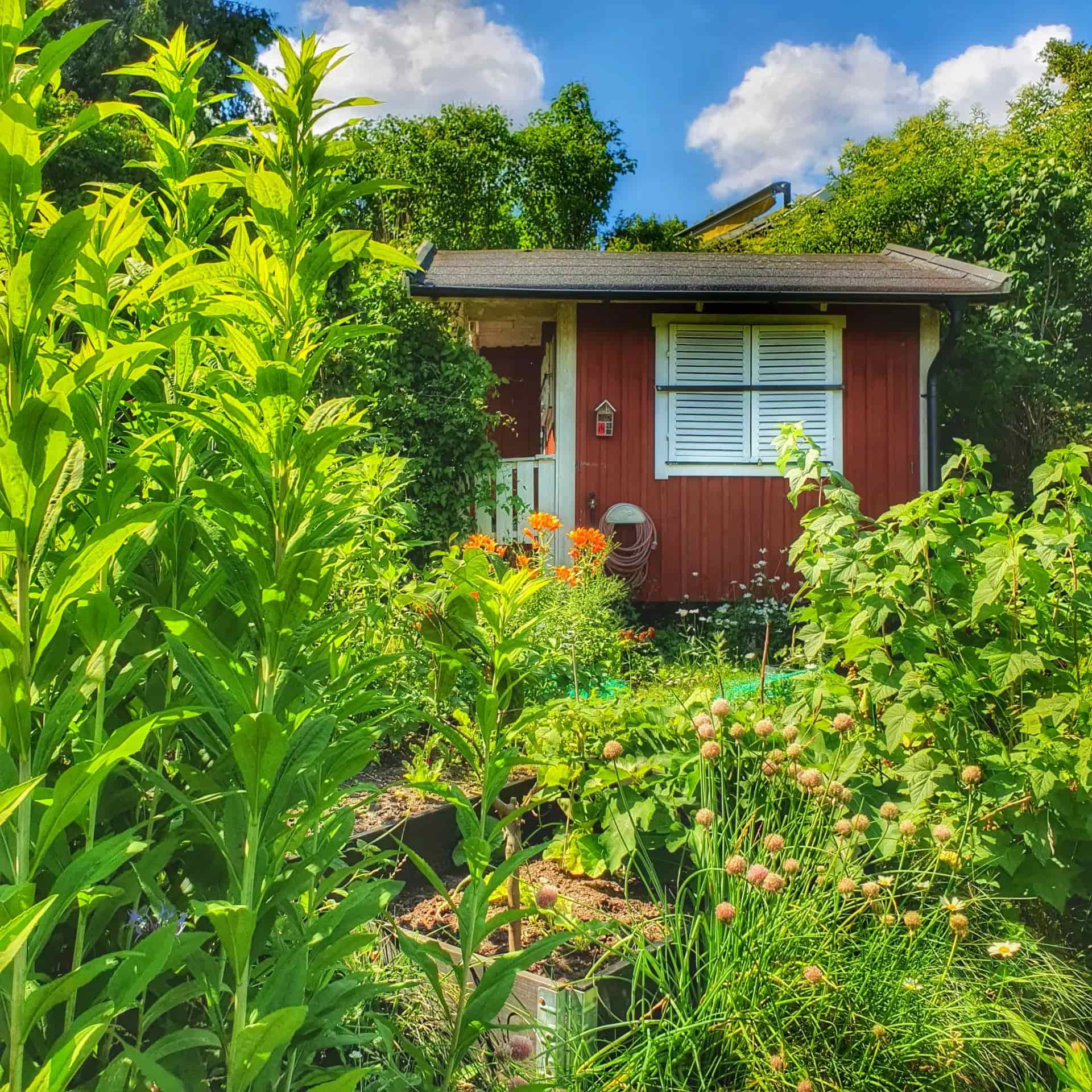 Small red house surrounded by greenery with flowers