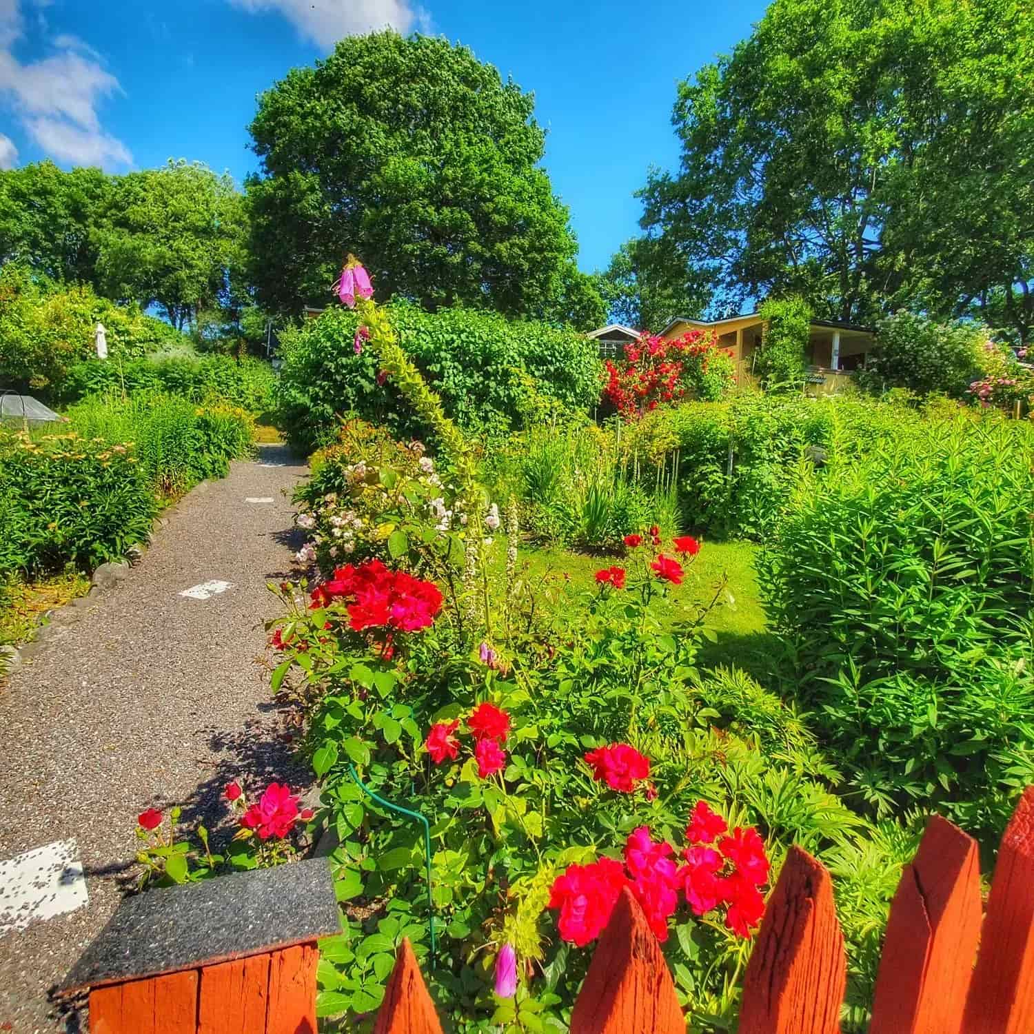 Trädgård med blommor, grusgång, träd och rött staket i förgrunden