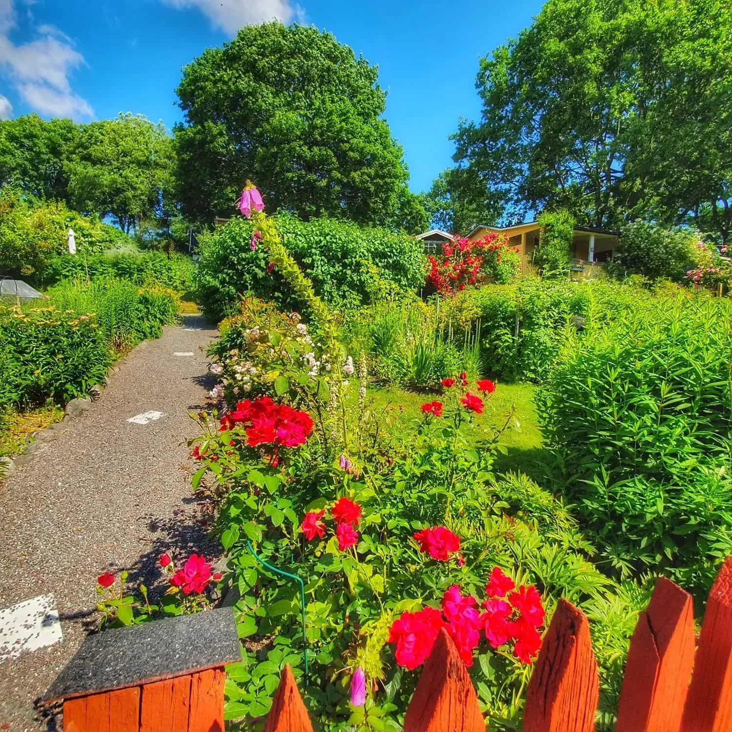 Garden with flowers, gravel path, trees and red fence in the foreground