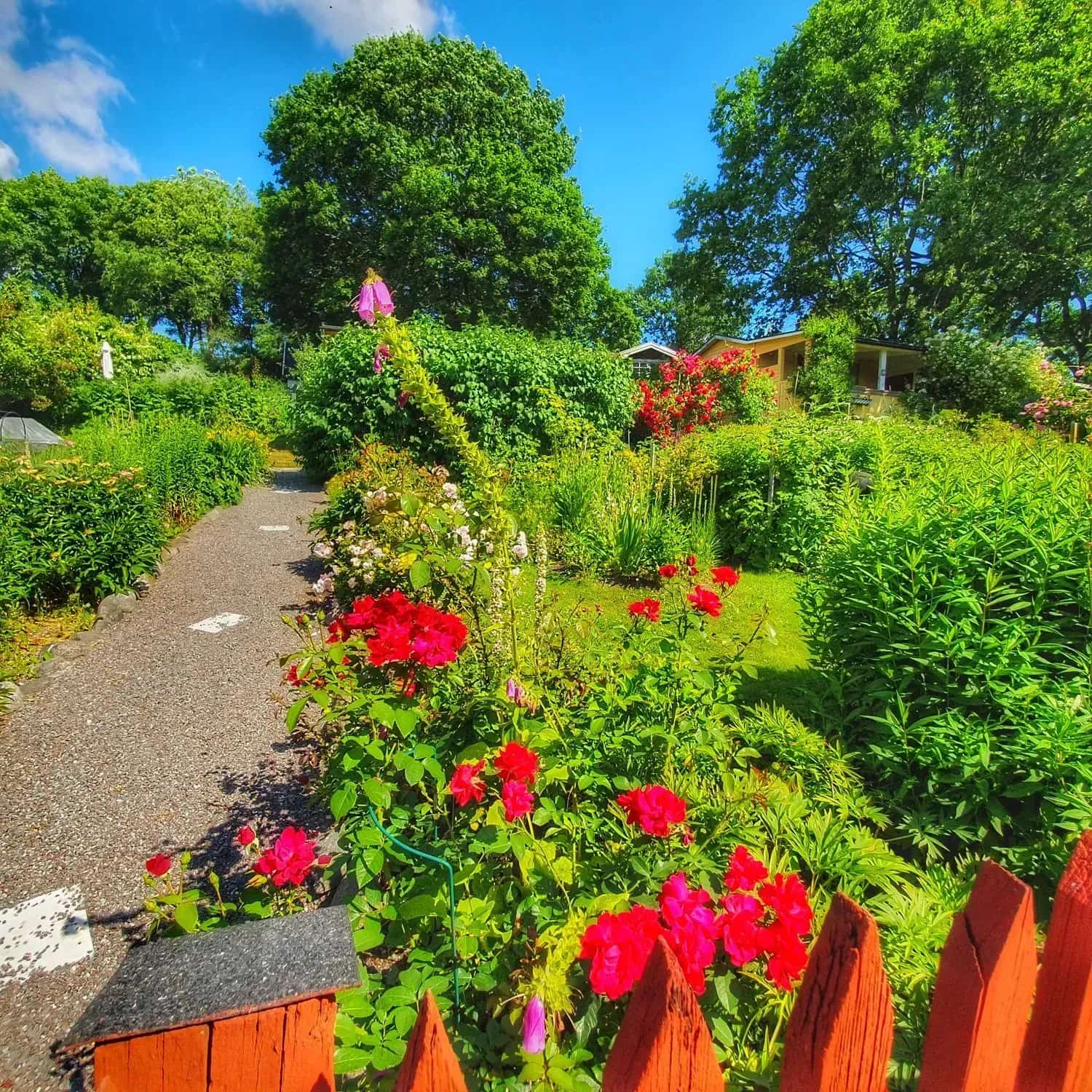 Trädgård med blommor, grusgång, träd och rött staket i förgrunden