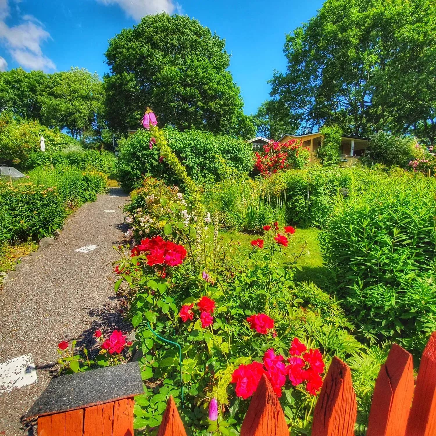 Trädgård med blommor, grusgång, träd och rött staket i förgrunden