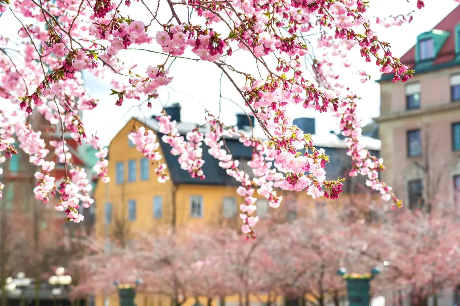 Spring in Stockholm