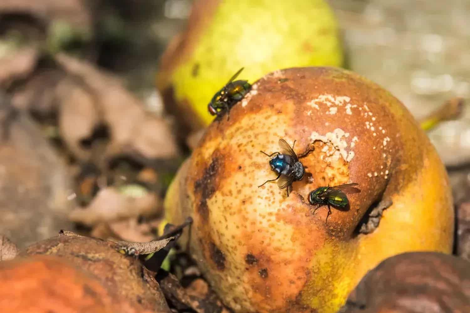 Three flies on golden-brown fruit