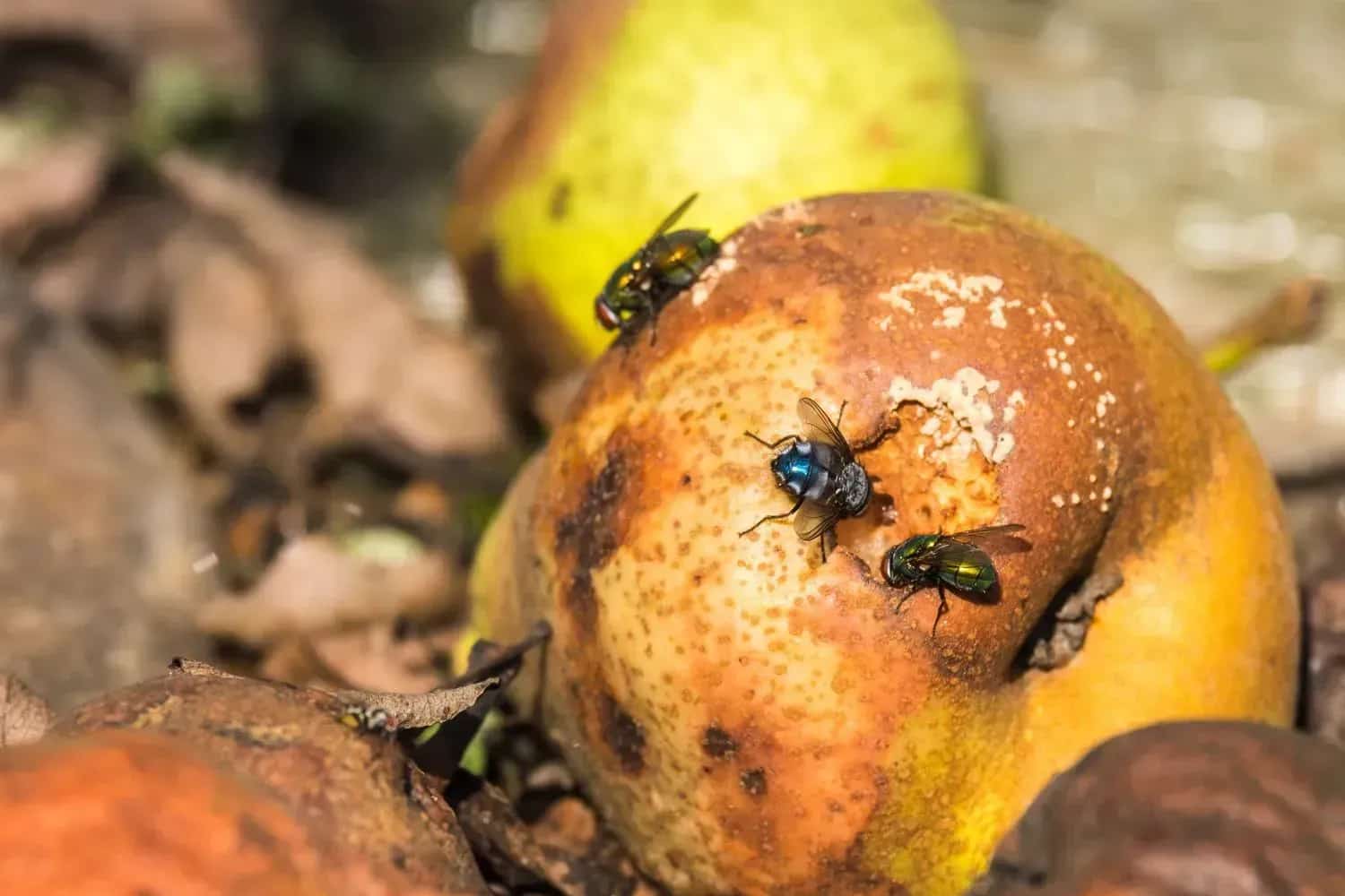 Three flies on yellow-brown fruit