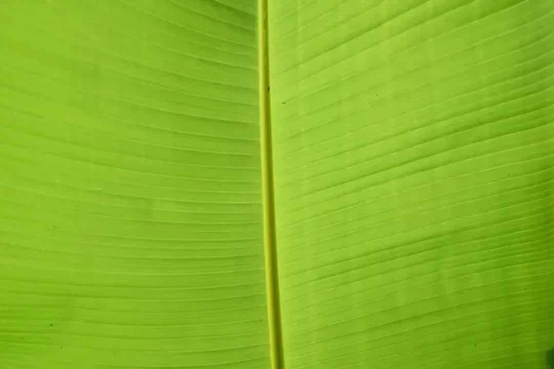 Green leaf with parallel nerves and thick midrib